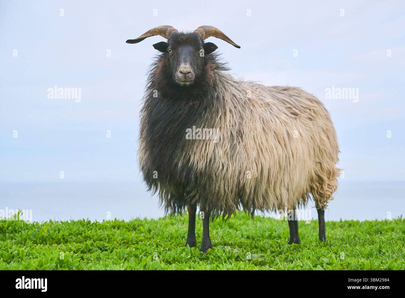 Heidschnucke, Heath Sheep (Ovis ammon F. aries), in piedi in un prato, guardando verso la telecamera, Germania, Schleswig-Holstein, Helgoland Foto Stock