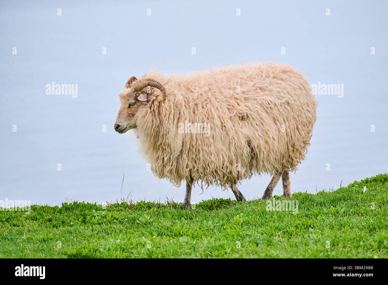 Heidschnucke, pecora della Heath (Ovis ammon F. aries), camminando su un prato, vista laterale, Germania, Schleswig-Holstein, Helgoland Foto Stock