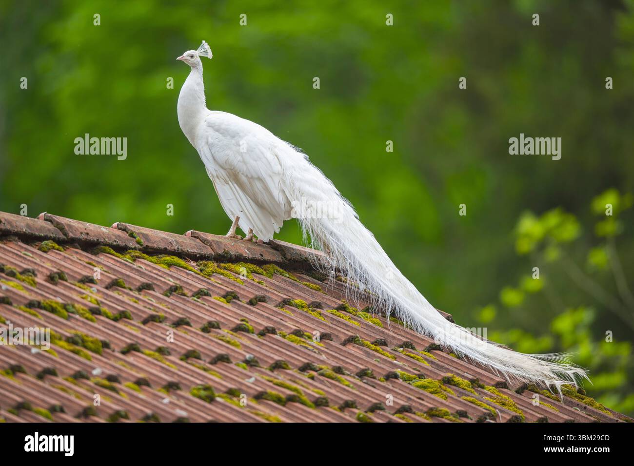 Uccelli comuni, uccelli indiani, uccelli blu (Pavo cristatus), pavone bianco seduto su un tetto, Germania Foto Stock