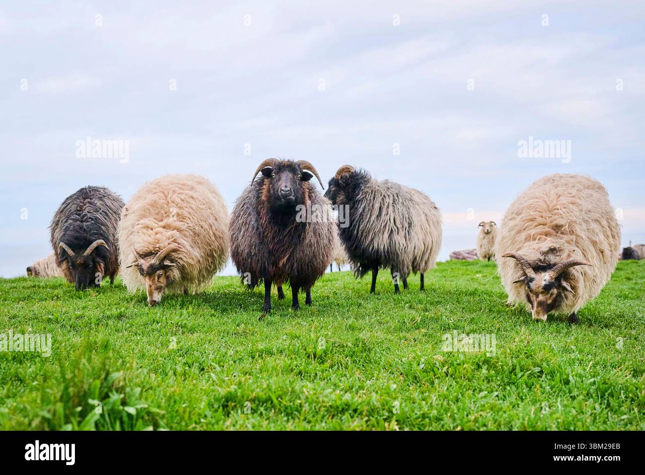 Heidschnucke, pecore della Heath (Ovis ammon F. aries), gregge di pecore in un prato, Germania, Schleswig-Holstein, Heligoland Foto Stock