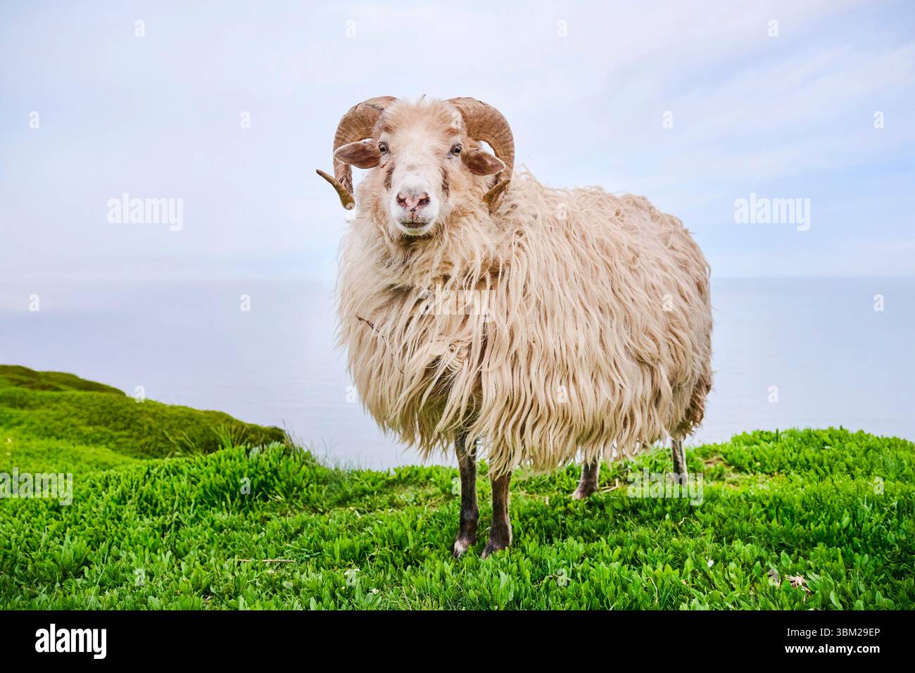 Heidschnucke, Heath Sheep (Ovis ammon F. aries), in piedi in un prato, guardando verso la telecamera, Germania, Schleswig-Holstein, Helgoland Foto Stock