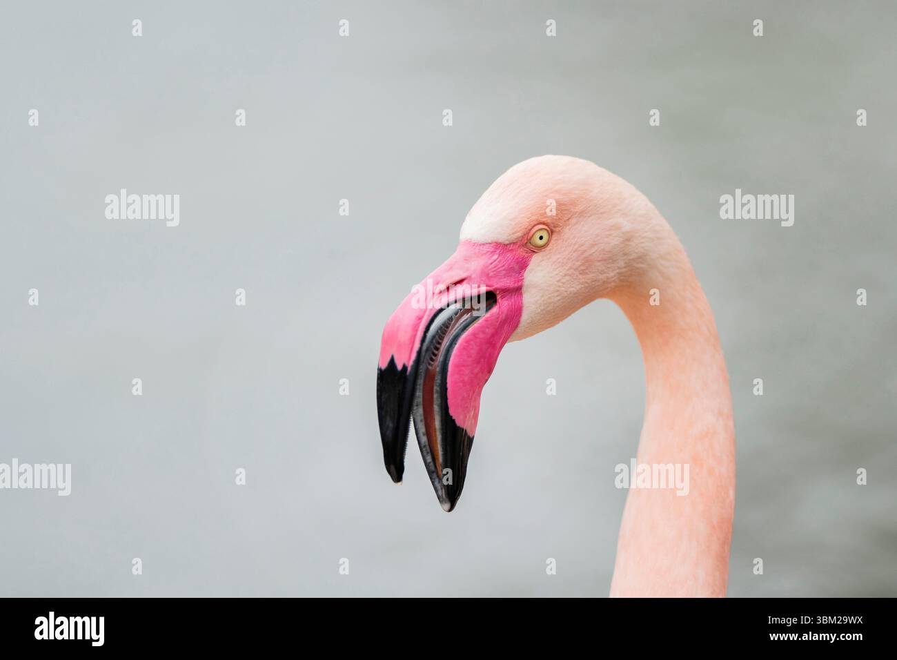 Fenicottero maggiore (Phoenicopterus roseus, Phoenicopterus ruber roseus), ritratto, vista laterale Foto Stock