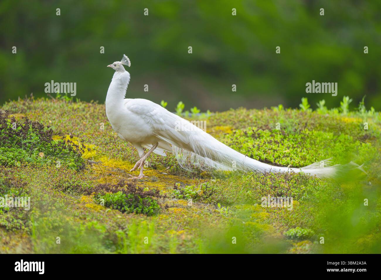 Uccelli comuni, uccelli indiani, uccelli blu (Pavo cristatus), pavone bianco seduto su un prato, Germania Foto Stock