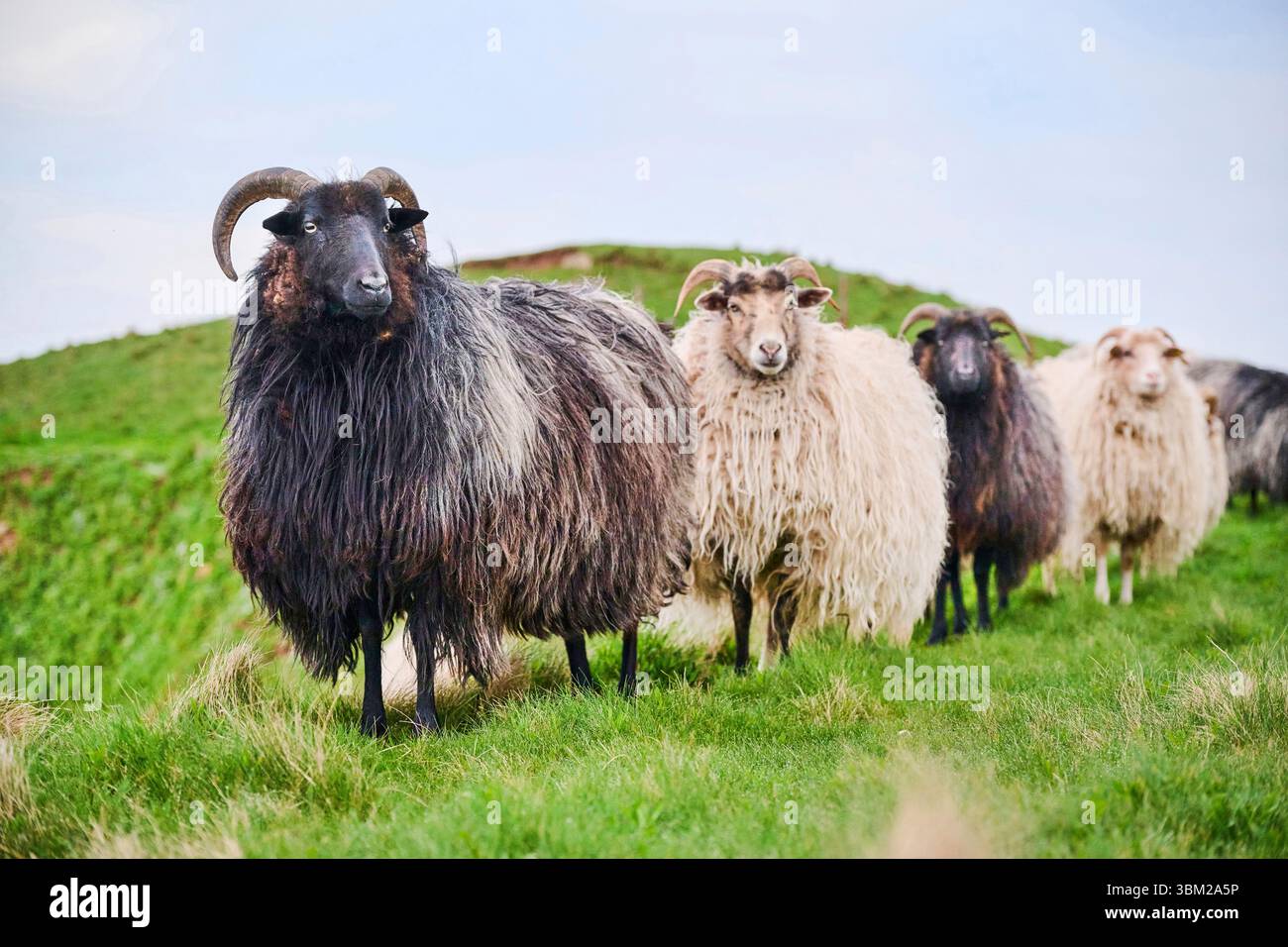 Heidschnucke, pecore della Heath (Ovis ammon F. aries), gregge di pecore in un prato, Germania, Schleswig-Holstein, Heligoland Foto Stock