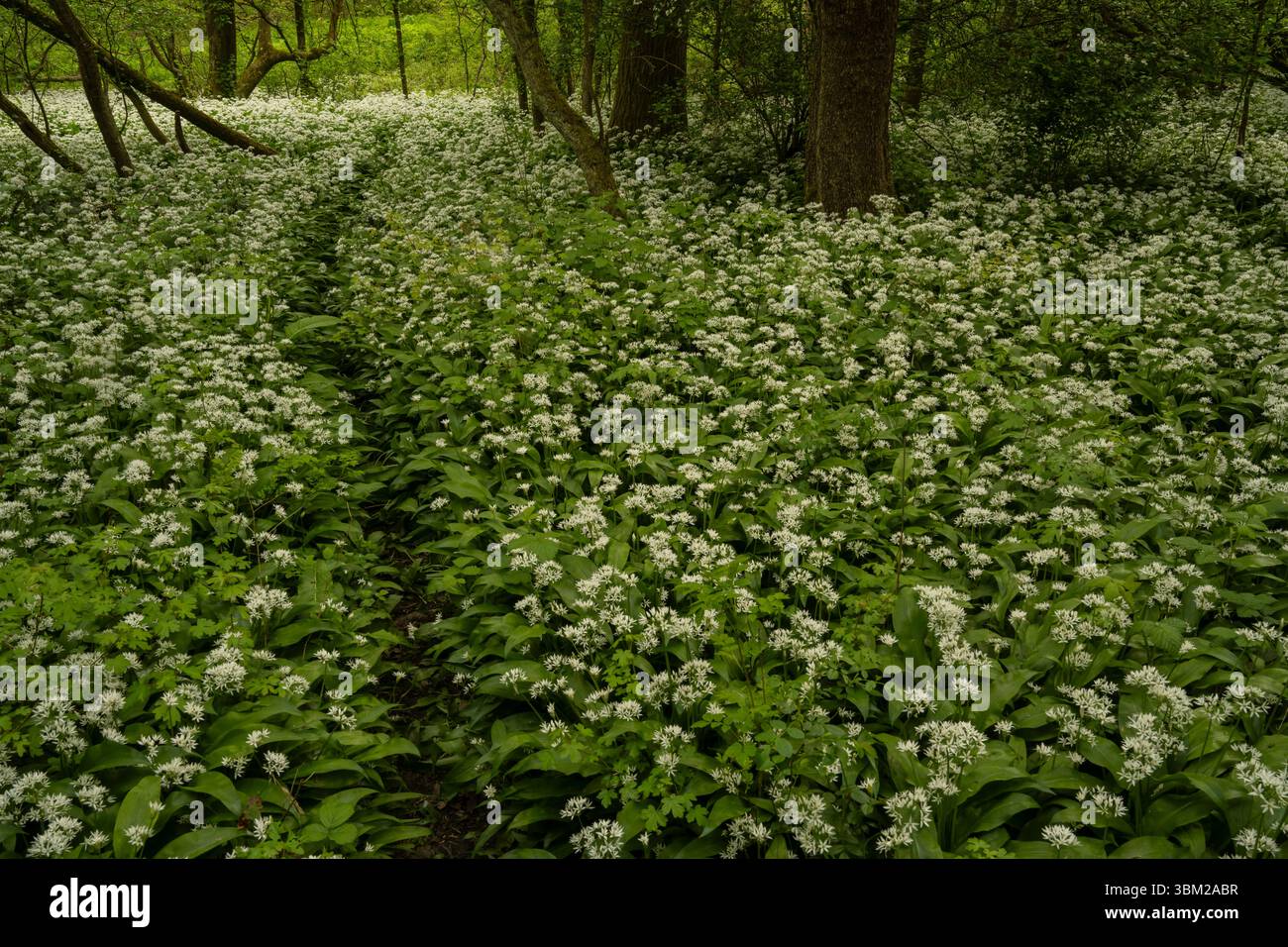 Aglio selvatico: Allium ursinum. Surrey, regno unito Foto Stock
