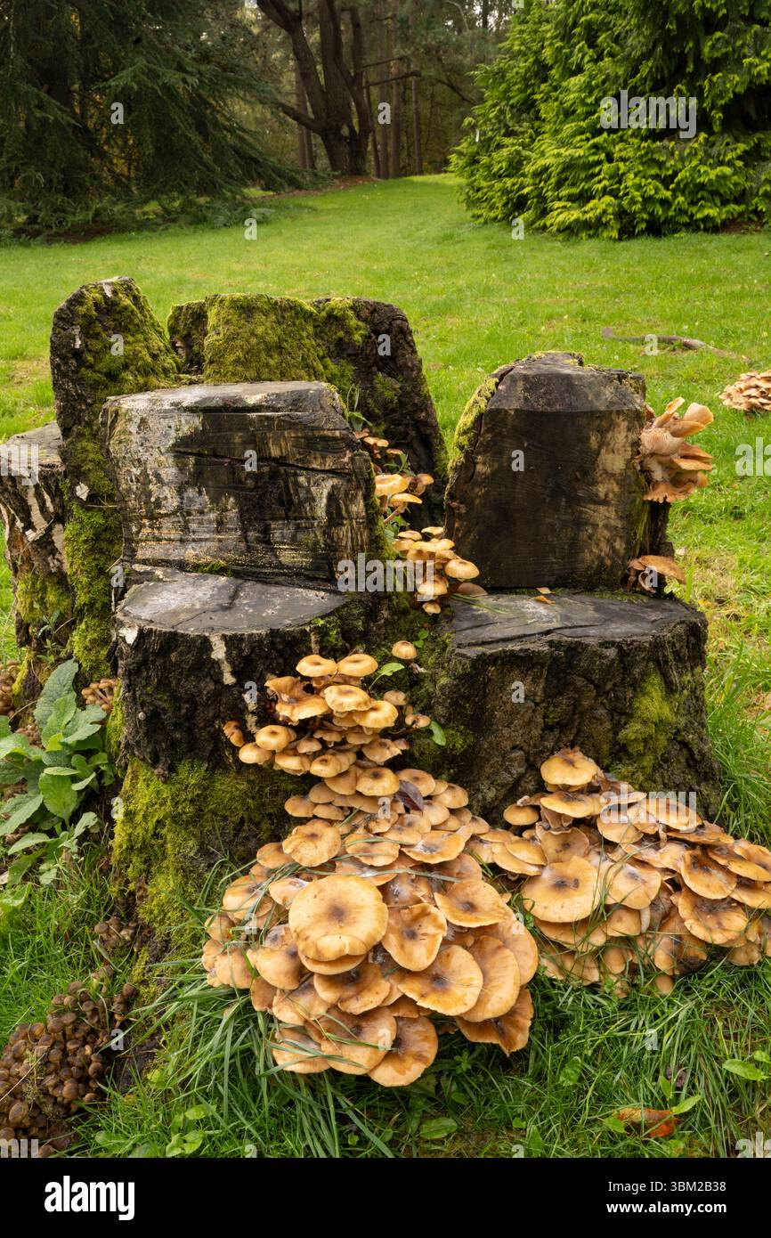 Fungo del miele: armillaria mellea. Surrey, regno unito Foto Stock