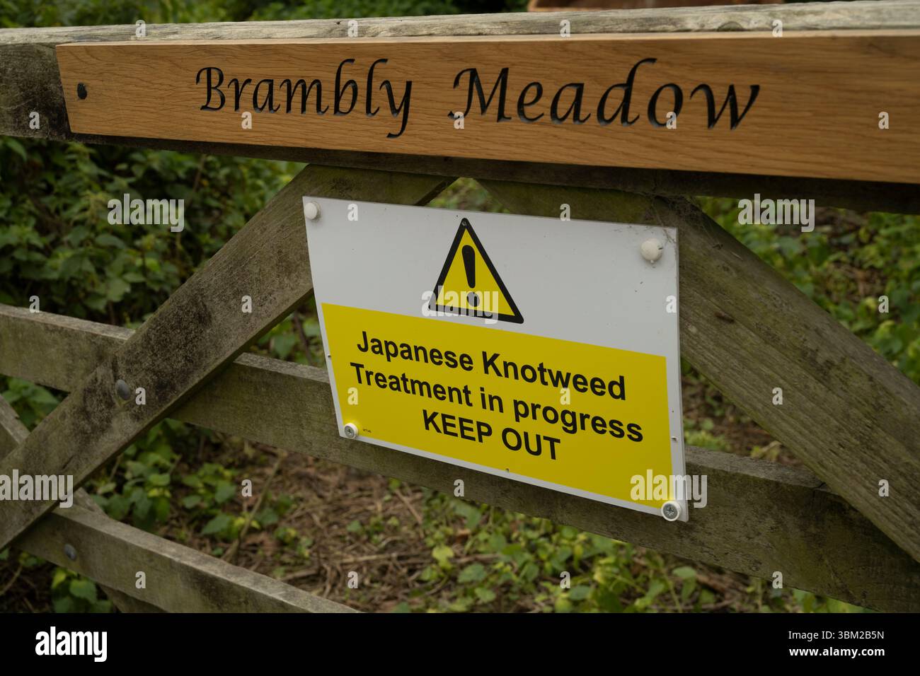 Knotweed giapponese: Reynoutria japonica. Impianto invasivo - segnale di controllo. Tintagel, Cornovaglia, Regno Unito Foto Stock