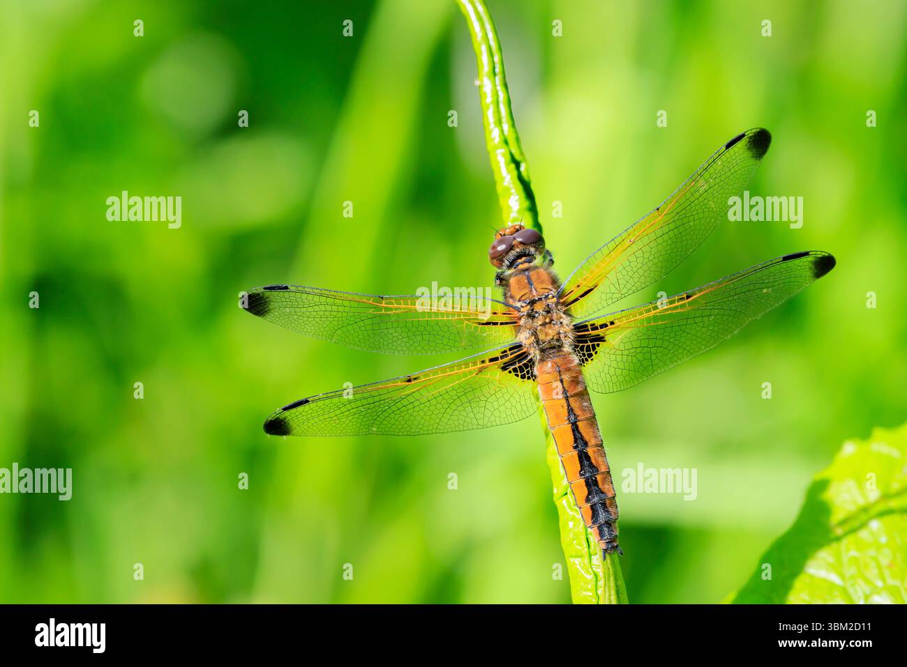 Primo piano di un inseguitore scarso, Libellula fulva, che riposa sulla vegetazione Foto Stock