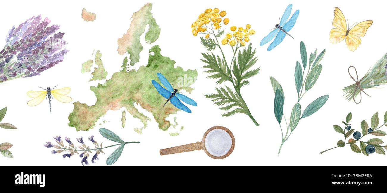 Mappa dell'Europa, elementi botanici, libellule, farfalla bordo senza cuciture su bianco. Lavanda, salvia, mirtillo, tansy. Ideale per erboristeria Foto Stock