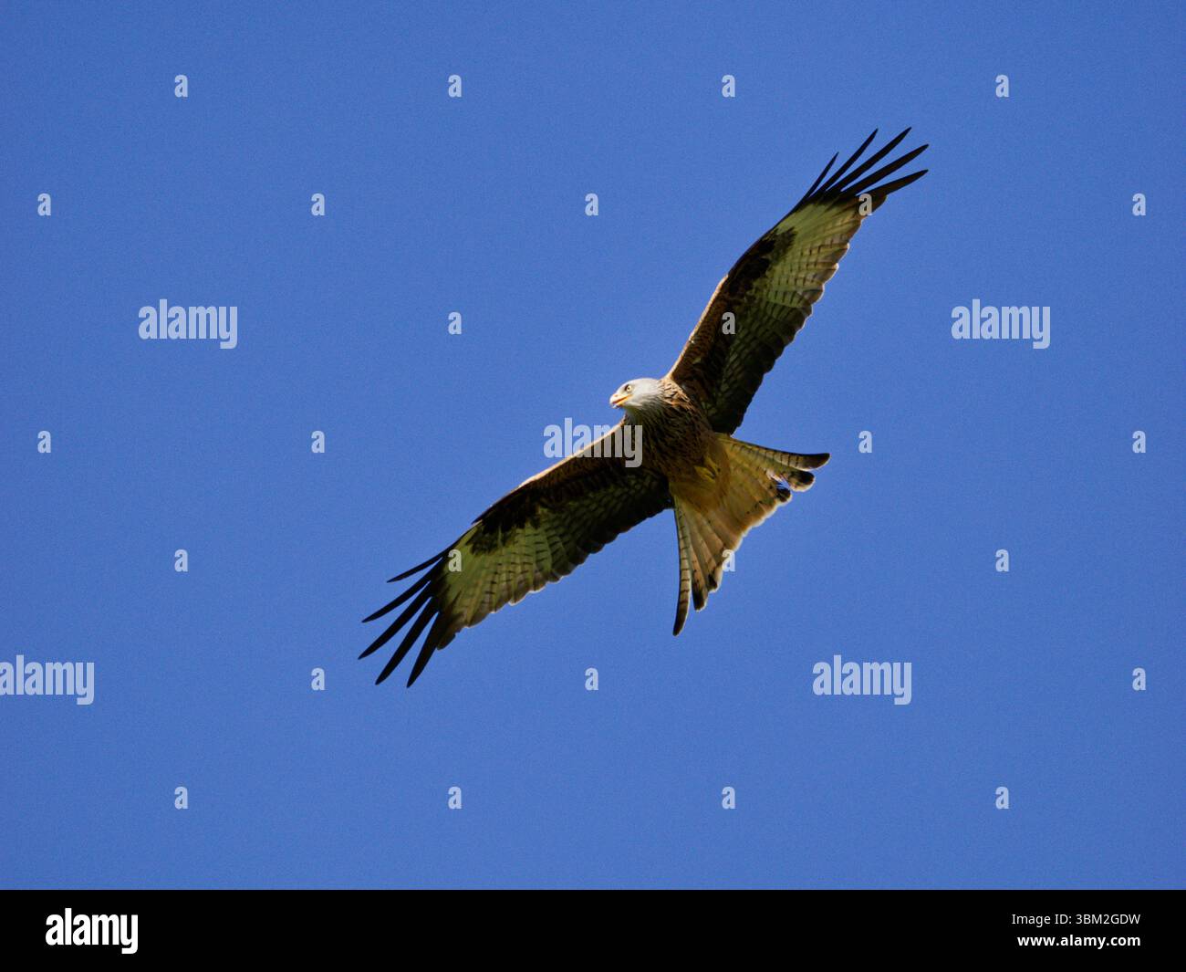 Red Kite presso Gigrin Farm Galles regno unito Foto Stock