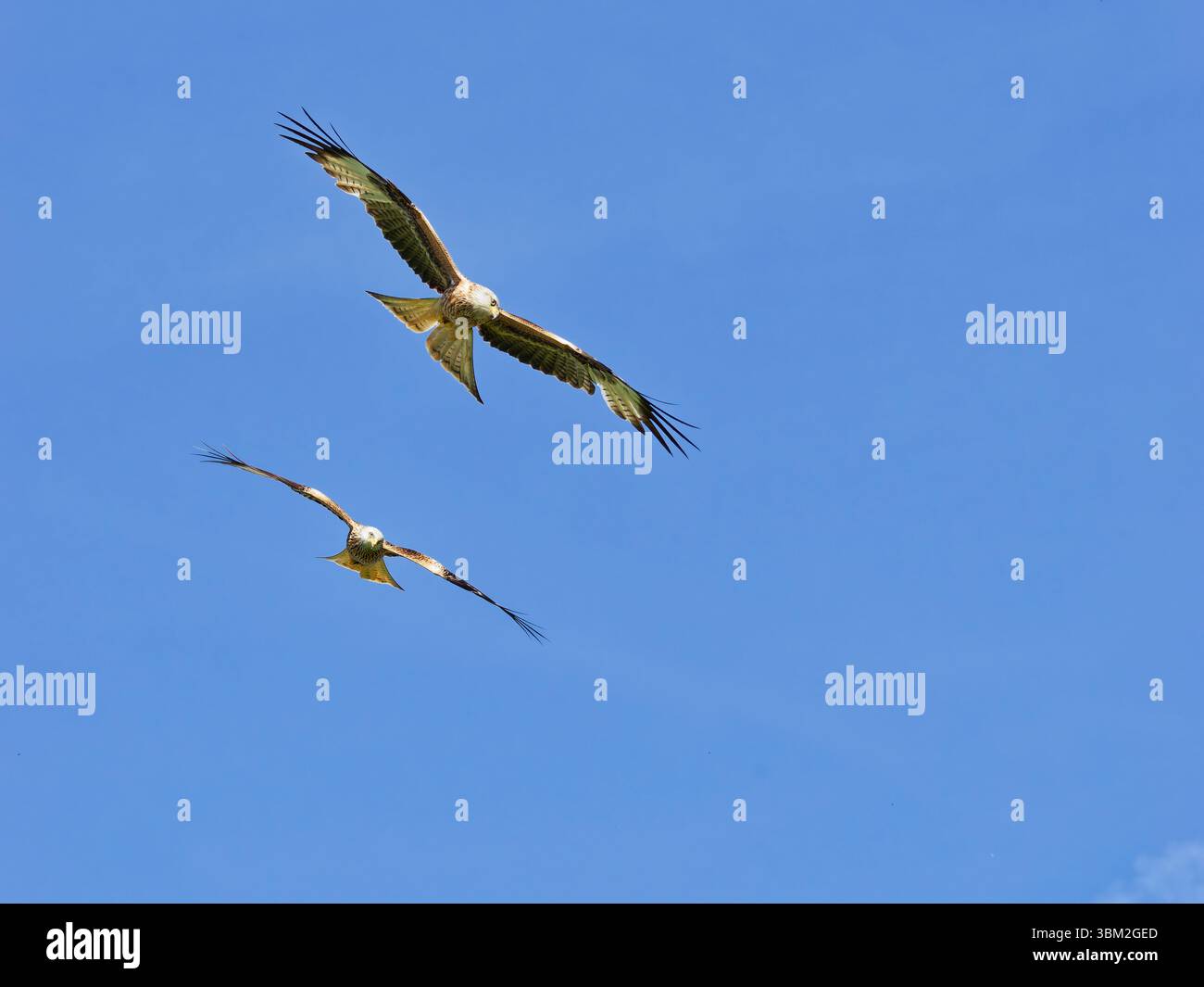 Red Kite presso Gigrin Farm Galles regno unito Foto Stock