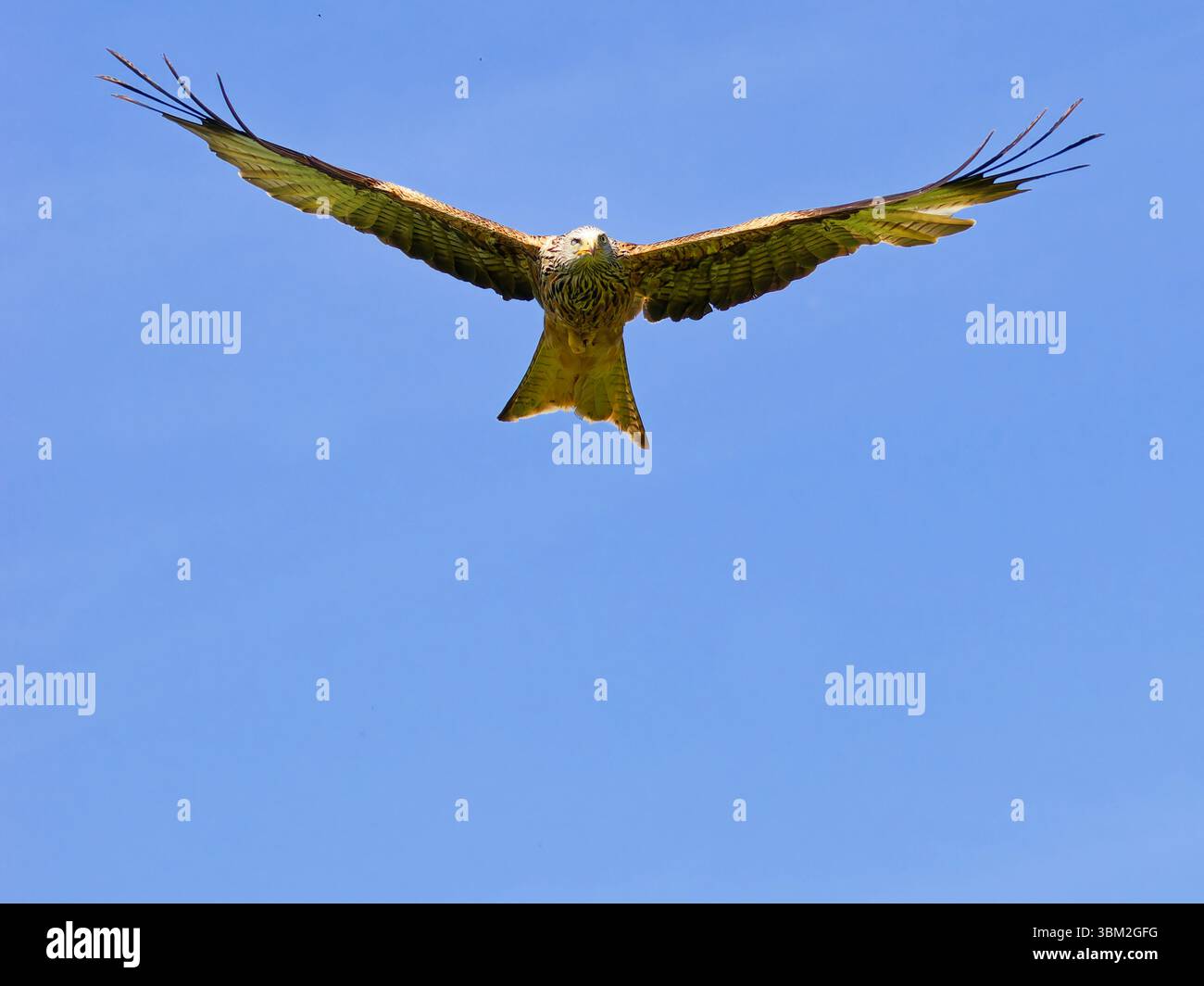 Red Kite presso Gigrin Farm Galles regno unito Foto Stock
