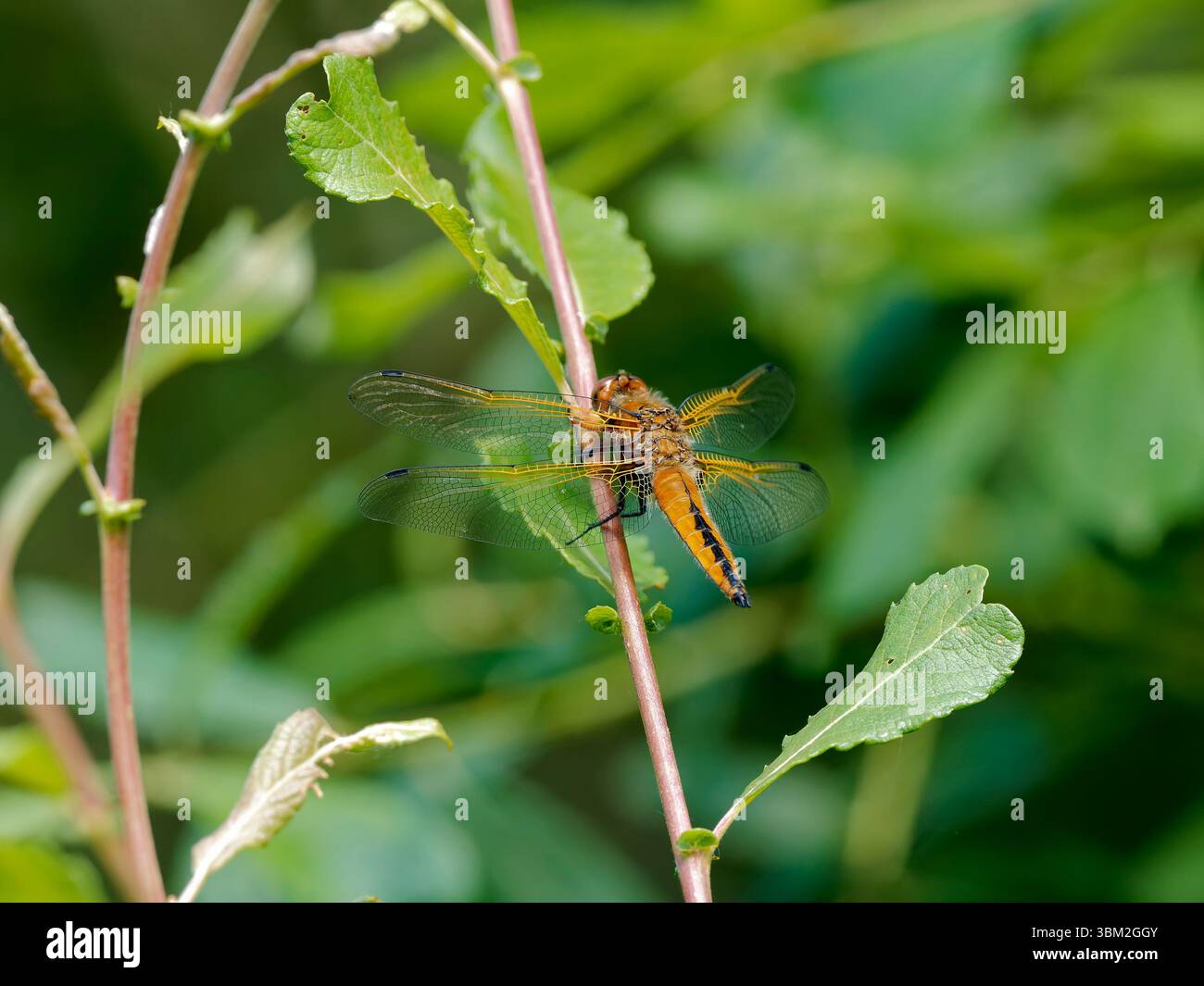 Una scarsa Chaser Dragonfly femmina arroccata su un ramo Foto Stock