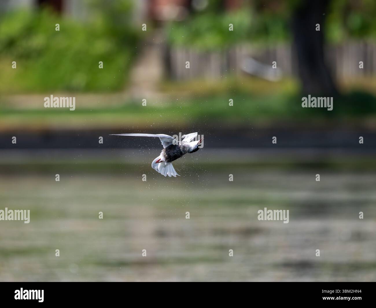 Uccello in volo sull'acqua con ali sparse su sfondo naturale sfocato Foto Stock