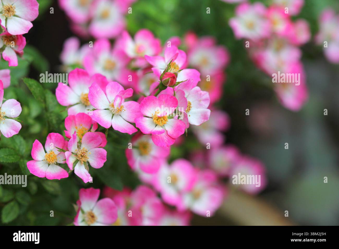 Un primo piano della Rosa 'Cutie Pie' Rose Foto Stock