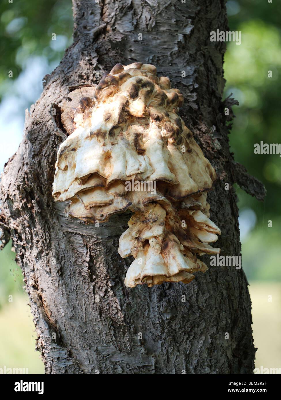 Uno scarabeo scuro con fascia gialla su un polpore di zolfo. È la sua unica fonte di cibo. Un grande fungo da scaffale a zolfo cresce sull'albero da frutto vicino alla strada. Copyspace Foto Stock