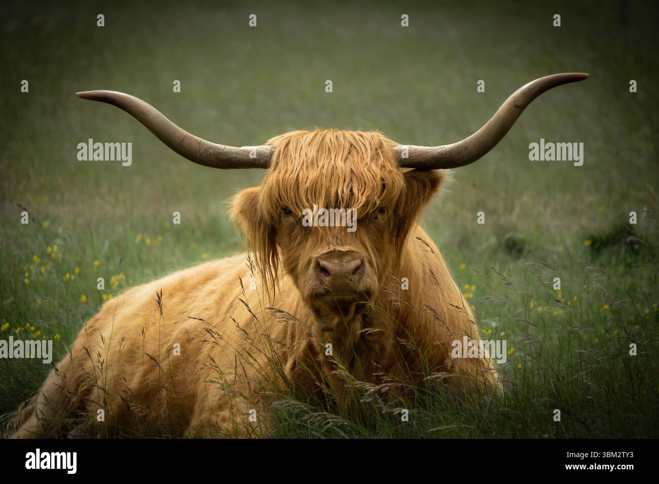 Vacca delle highland che riposa in erba lunga su Minchinhampton common, Gloucestershire, regno unito. ritratto ravvicinato con corna spettacolari e cappotto meritato. Foto Stock