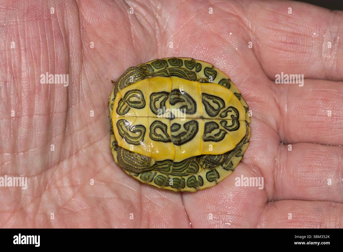 Mano che tiene il bambino tartaruga di terrapina con orecchie rosse che mostra il motivo della parte inferiore Trachemys scripta elegge la cura degli animali domestici con conchiglie naturali. Foto Stock