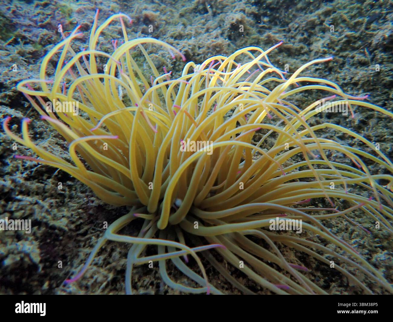 Anemone di mare, anemoni di mare, Actiniaria,. Colourful, Cnidaria, Anthozoa, Grecia, Crerte, Foto Stock