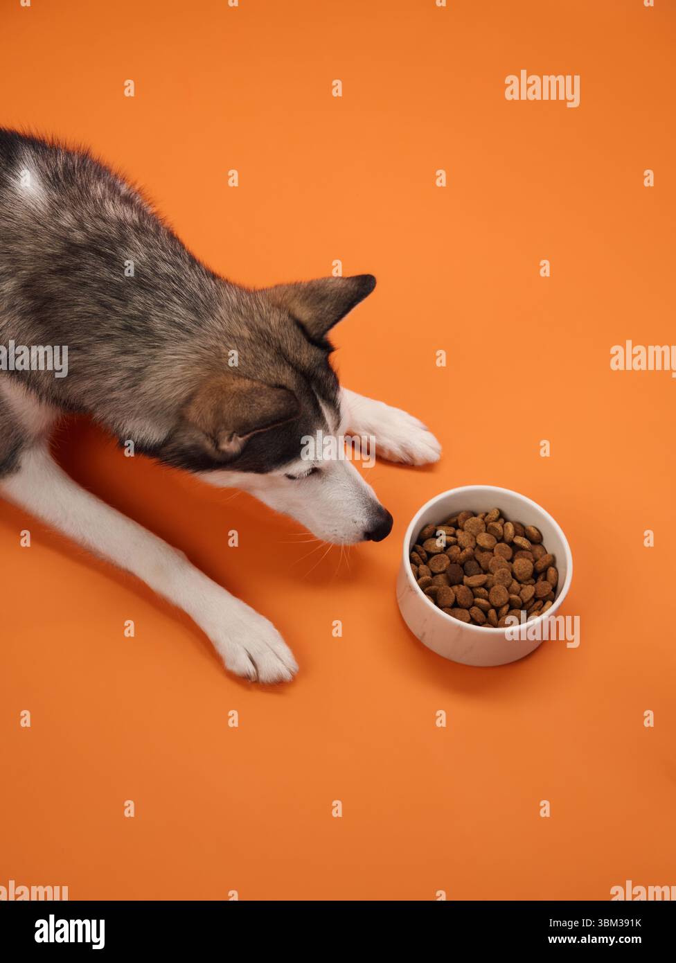 Un Husky siberiano osserva con attenzione una ciotola di cibo posta su uno sfondo arancione, il suo sguardo è fisso con curiosità. La scena vibrante enfatizza quella del cane Foto Stock