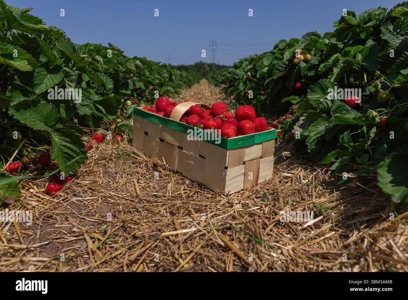 Fragole biologiche fresche in un cestino lavorato a mano che riposa in un campo di fragole durante la stagione del raccolto Foto Stock