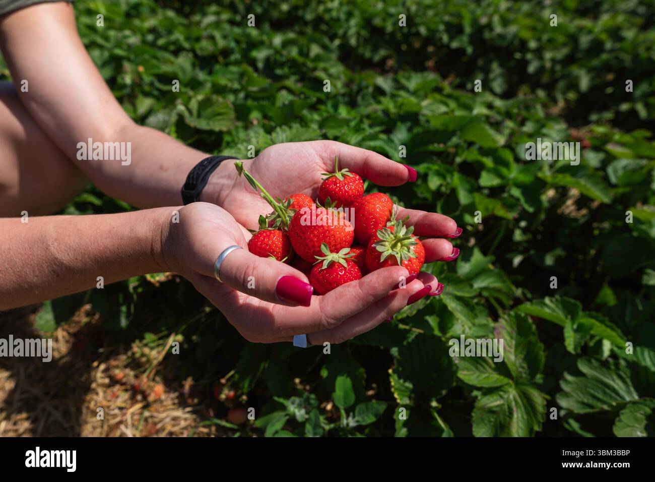 Primo piano di mani femminili piene di fragole rosse nel giardino biologico in un giorno di sole Foto Stock