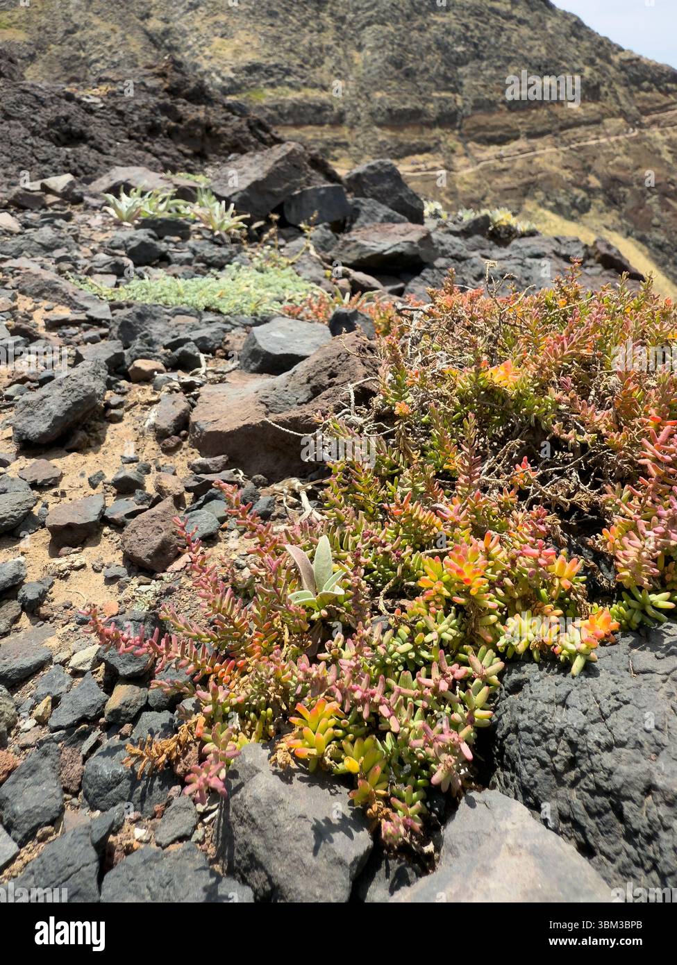 Sedum album, comunemente noto come White Stonecrop o Jelly Bean Sedum. Questa pianta succulenta vicino a Ponta de Sao Lourenco. Isola di Madeira, Portogallo. - Immagine stock catturata con smartphone