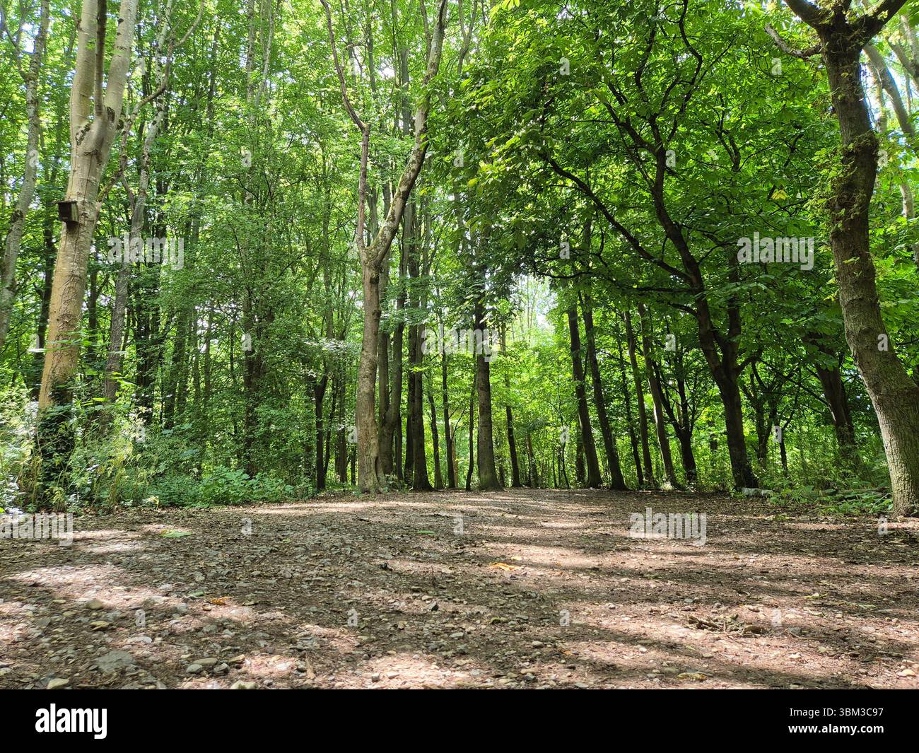 La luce del sole filtra tra tra fitti alberi verdi di bosco lungo un sentiero forestale a Lydiard Park, Swindon, Wiltshire, Inghilterra durante l'estate. - Immagine stock catturata con smartphone