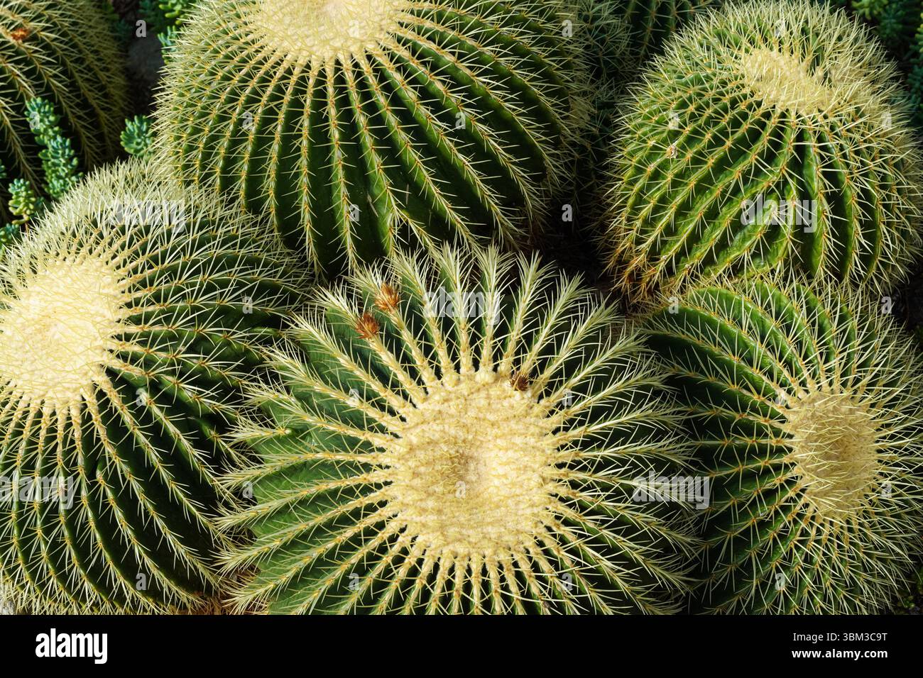 Cactus Golden Barrel Foto Stock