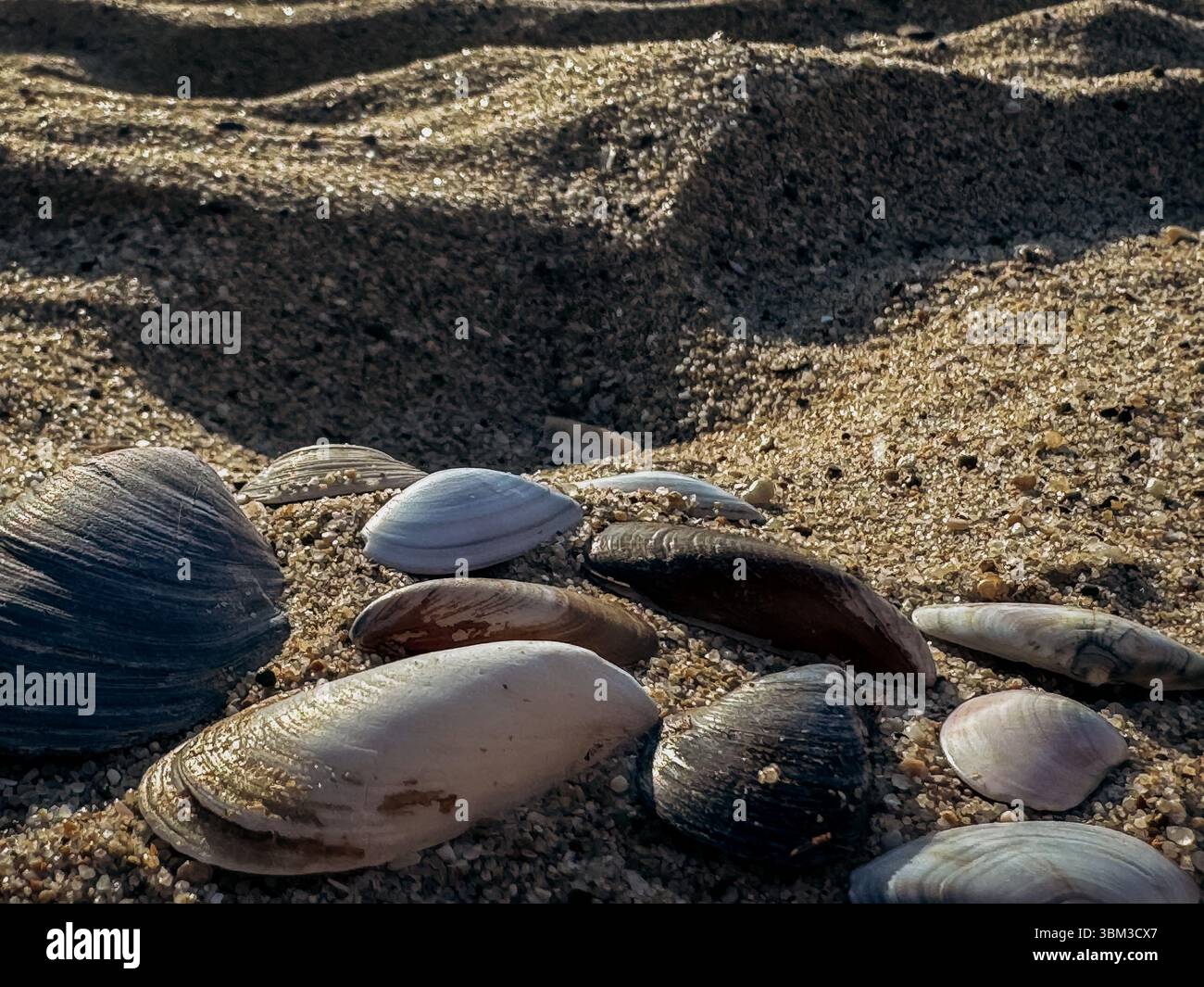 Conchiglie miste in tonalità bianco marrone grigio e crema si trovano sparsi sulla sabbia illuminata dal sole per creare un motivo organico ideale per i disegni estivi basati sulla natura Foto Stock