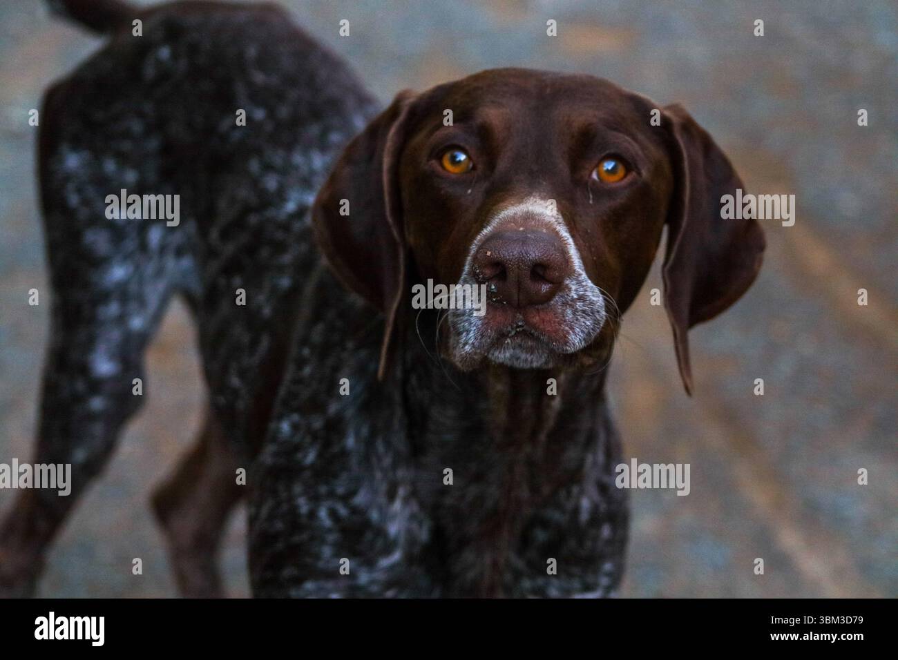 Primo piano di un cane tedesco a pelo corto con gli occhi color ambra, in allerta su un sentiero di ghiaia all'aperto in Sud Africa. Foto Stock