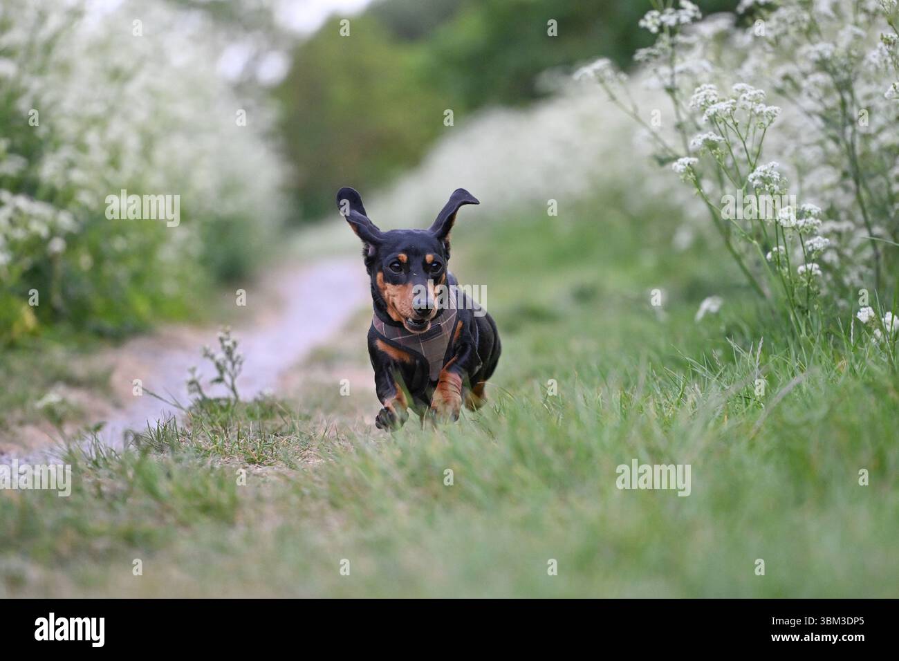 dachshund corta Foto Stock