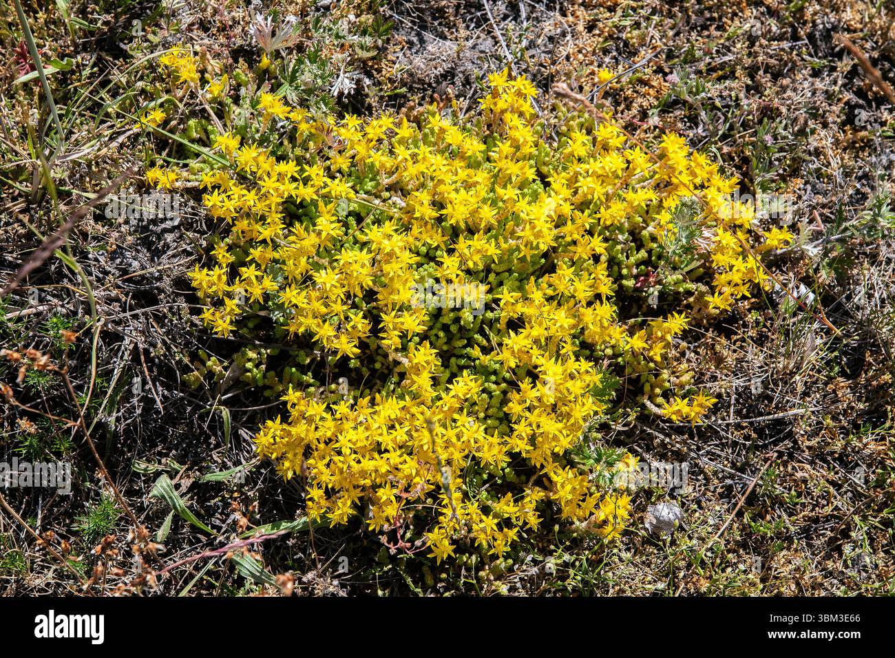 Fiori gialli di pietra di muschio d'oro (acro di Sedum) Foto Stock