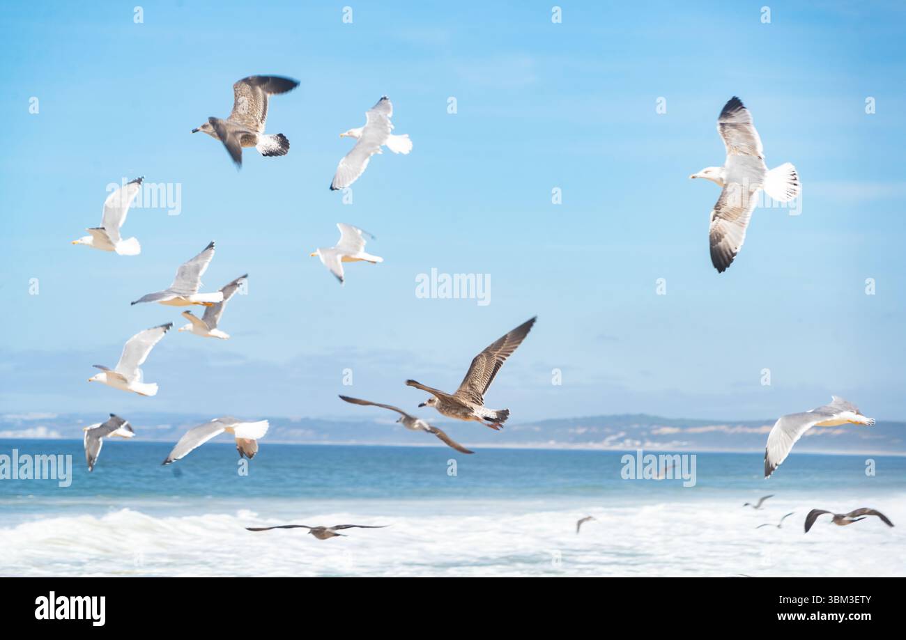 Stormo di gabbiani che si innalzano con grazia sulle onde dell'Oceano Atlantico lungo l'incontaminata costa portoghese, catturando la serenità e la libertà costiera Foto Stock