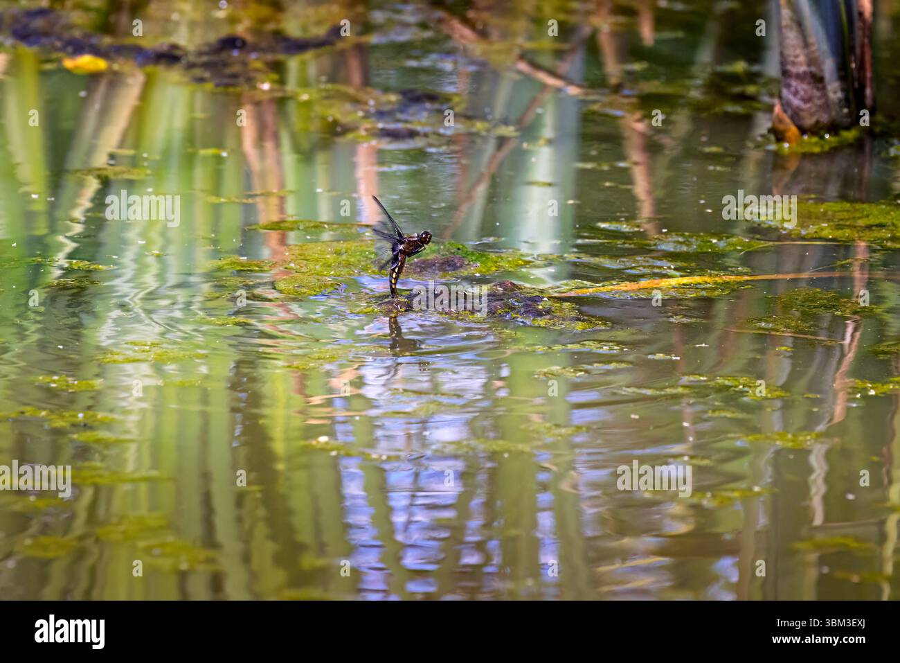 Una libellula corposa Chaser (Libellula depressa) depone le uova nell'acqua dello stagno dopo l'accoppiamento a Heather Farm Wetland, Woking, Surrey in estate Foto Stock