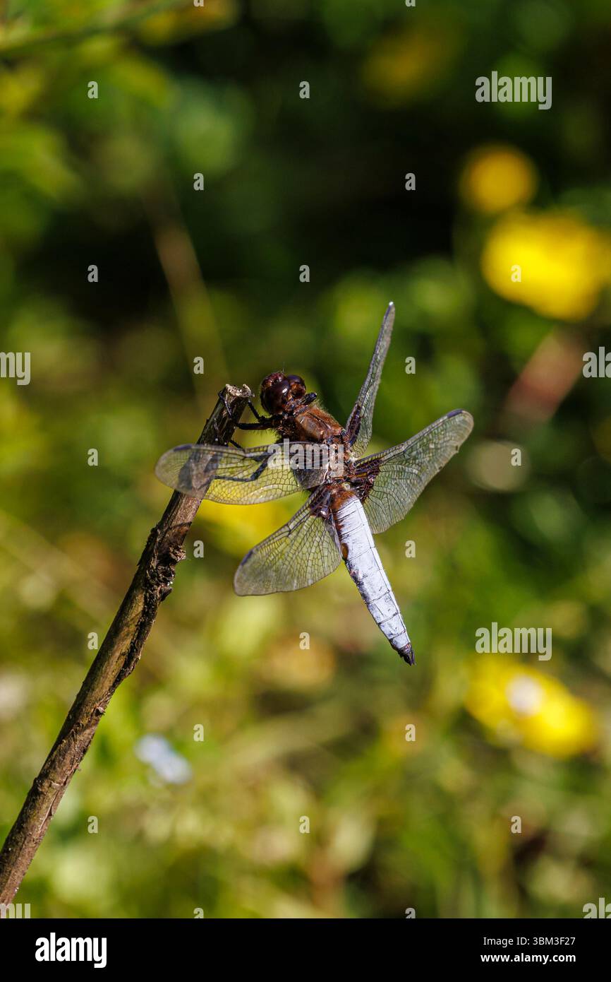 Una libellula corposa Chaser (Libellula depressa) a riposo a Heather Farm Wetland, Horsell Common, Woking, Surrey in estate Foto Stock