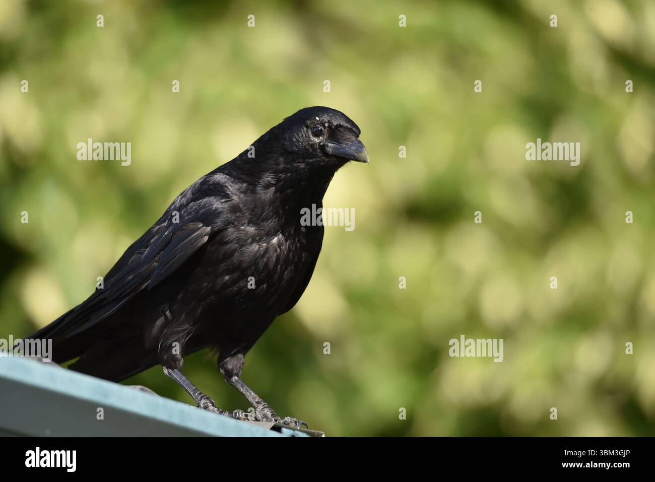 Immagine in primo piano a sinistra di un corvo del carro (Corvus corone) con profilo a destra con dettagli di sfumatura illuminata dal sole, occhio sulla fotocamera, su sfondo bokeh verde Foto Stock