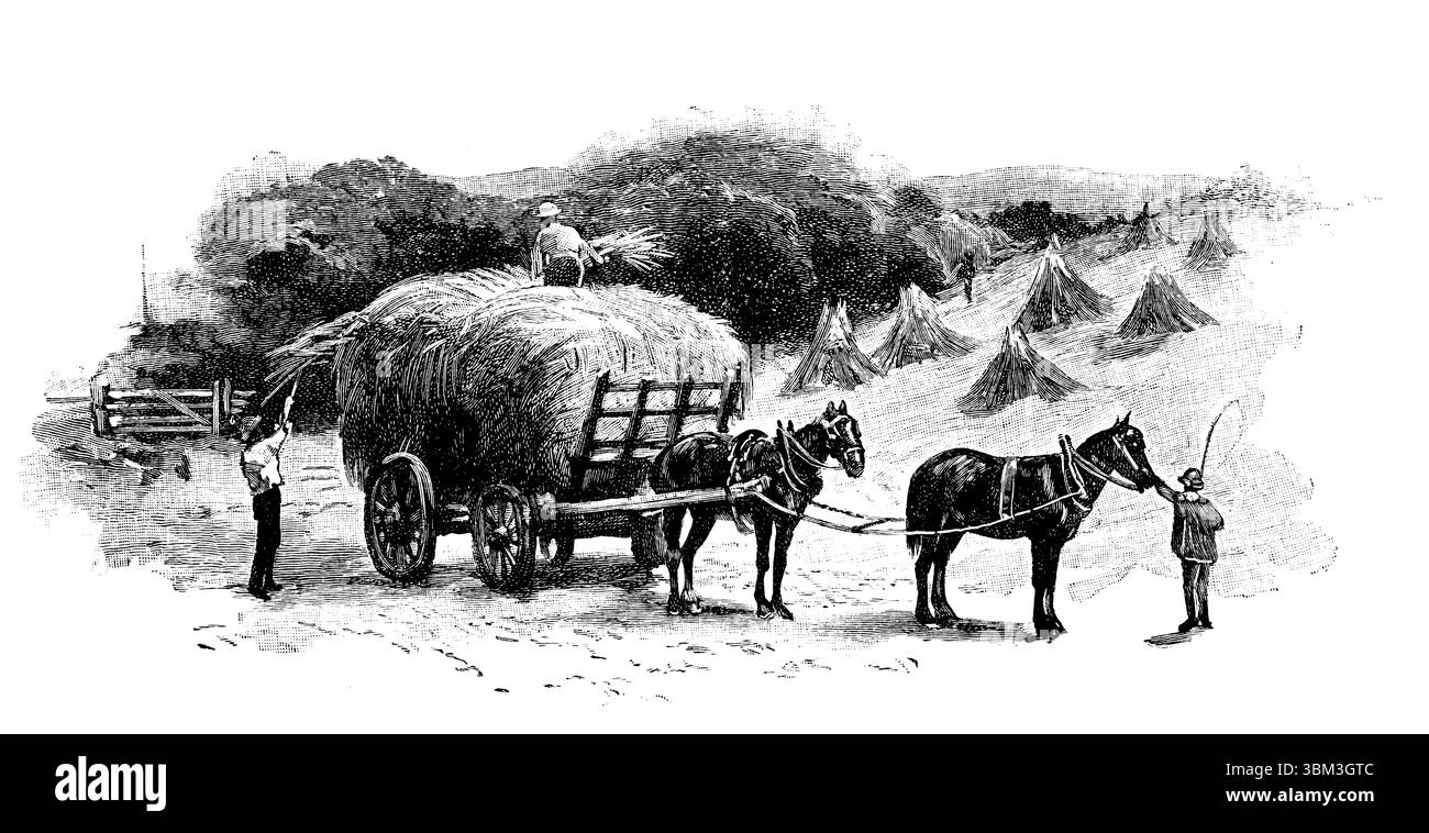 Agricoltura vittoriana, tempo di raccolta, lavoratori agricoli che caricano pulegge di prodotto sul carrello a mano, illustrazione con linee incise da 1892 The Quiver Magazine Foto Stock