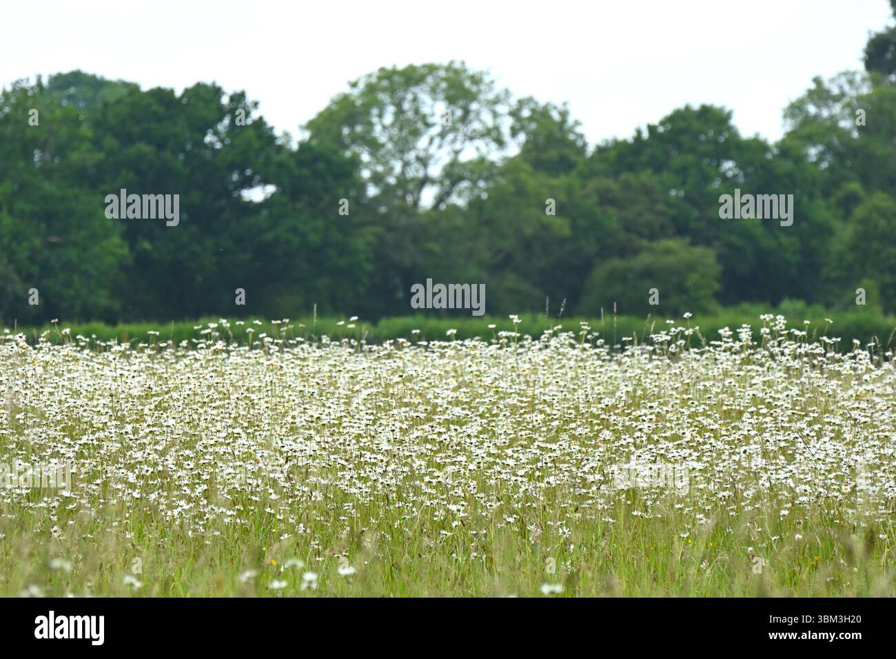 Prato estivo di fiori selvatici con margherite lunari Leucanthemum vulgare, o margherite e alberi oltre il giugno del Regno Unito Foto Stock