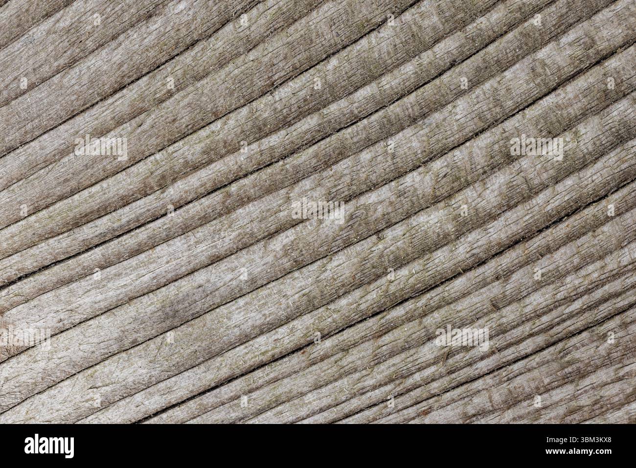 Immagine estremamente dettagliata di una superficie in legno resistente agli agenti atmosferici, con texture e motivi a righe naturali, ideale per sfondi e progetti di design Foto Stock