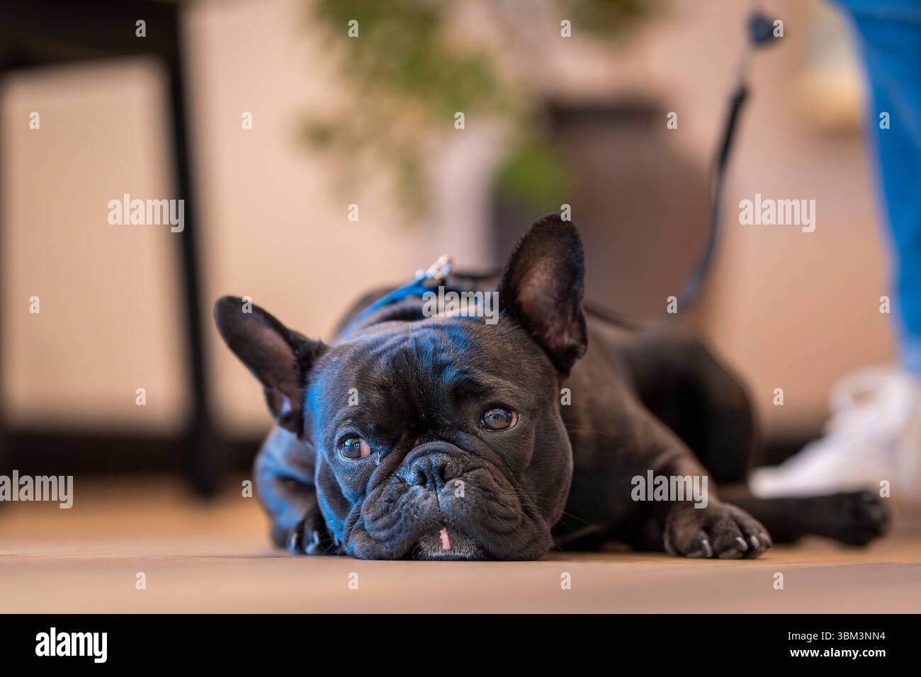 Bulldog francese nero steso per terra. Primo piano di un bulldog francese nero. Foto Stock Bulldog francese nero steso per terra. Primo piano di un bulldog francese nero. Foto Stock