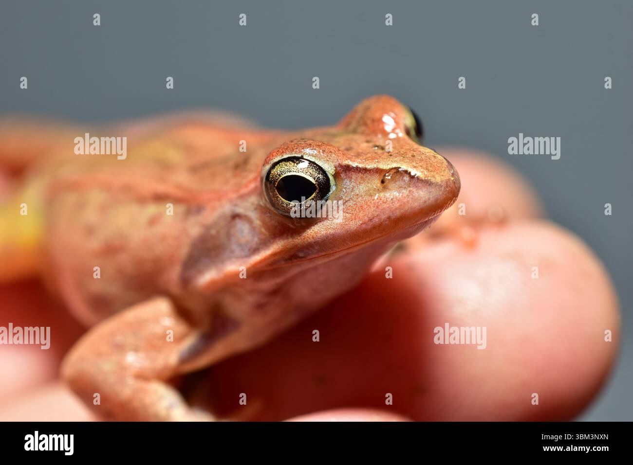 Rana anfibia rosa su una mano umana. Primo piano. Foto Stock