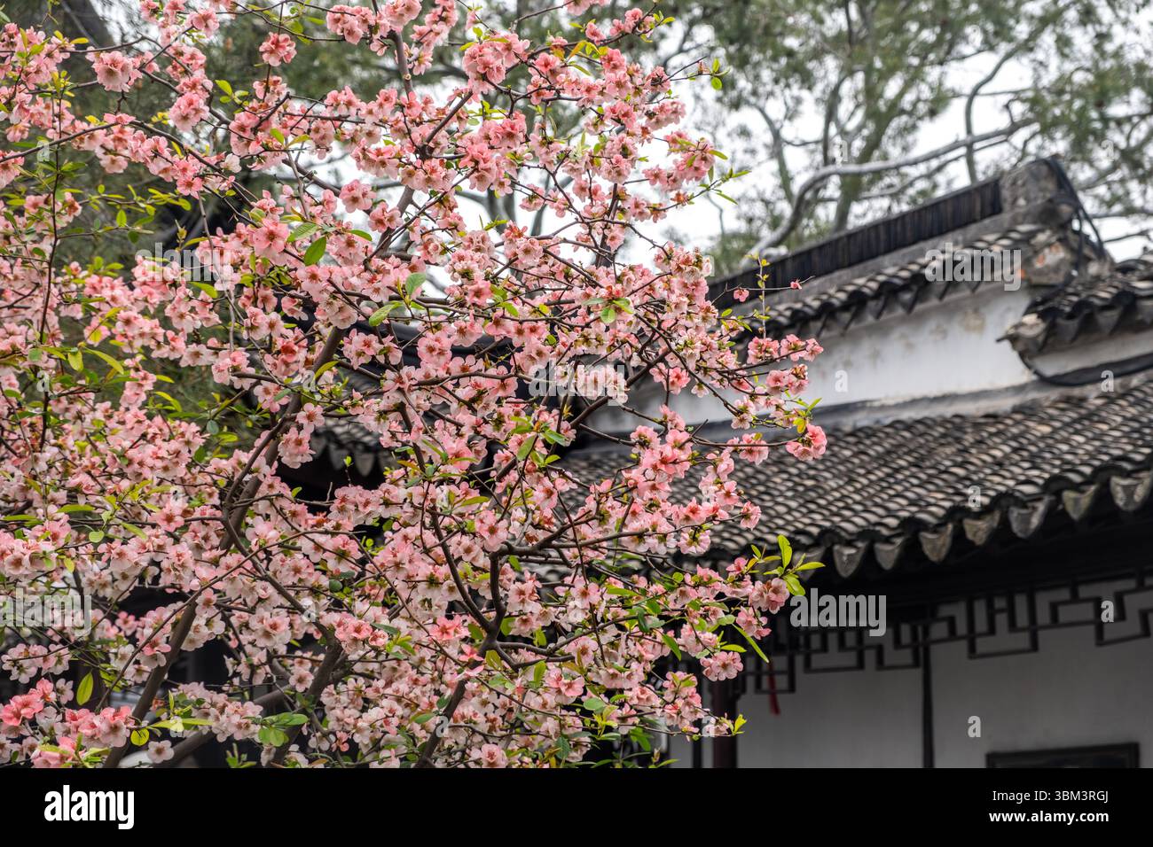 Primavera in Cina. Fiori di melma, rami di fiori rosa e padiglione da giardino tradizionale, Foto Stock