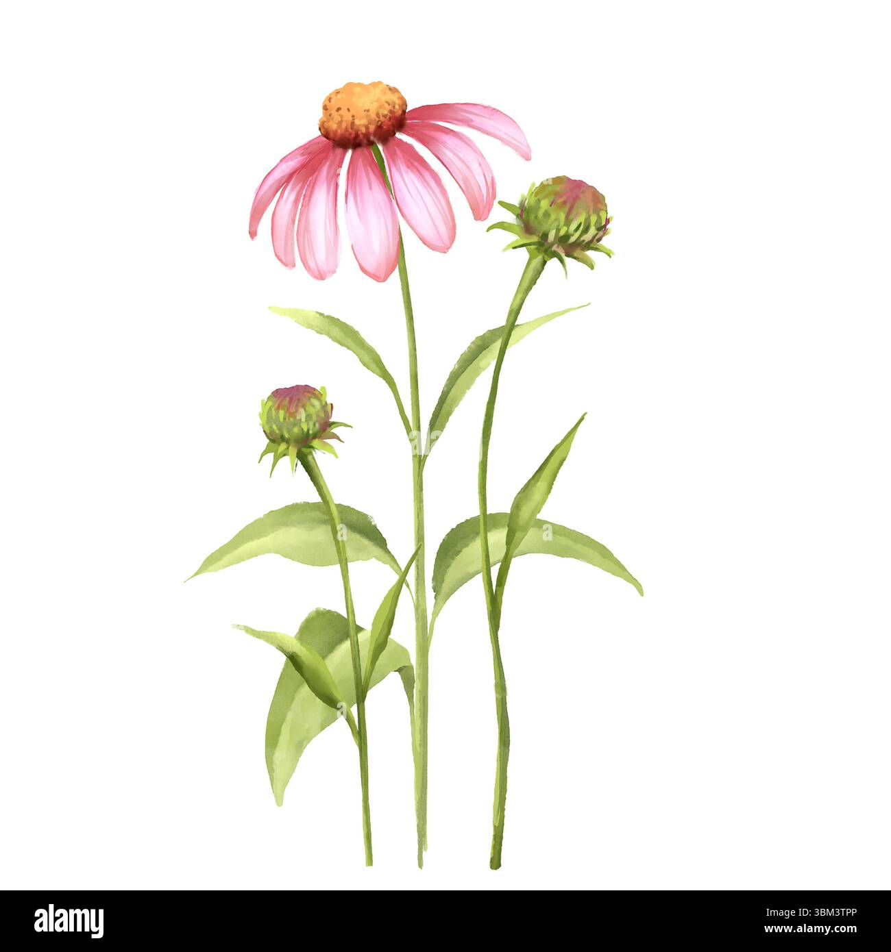 Echinacea Fiori illustrazione Foto Stock