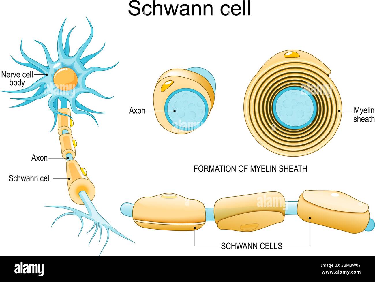 Anatomia cellulare di Schwann. Struttura del neurone con guaina mielina. Poster dettagliato del vettore Illustrazione Vettoriale