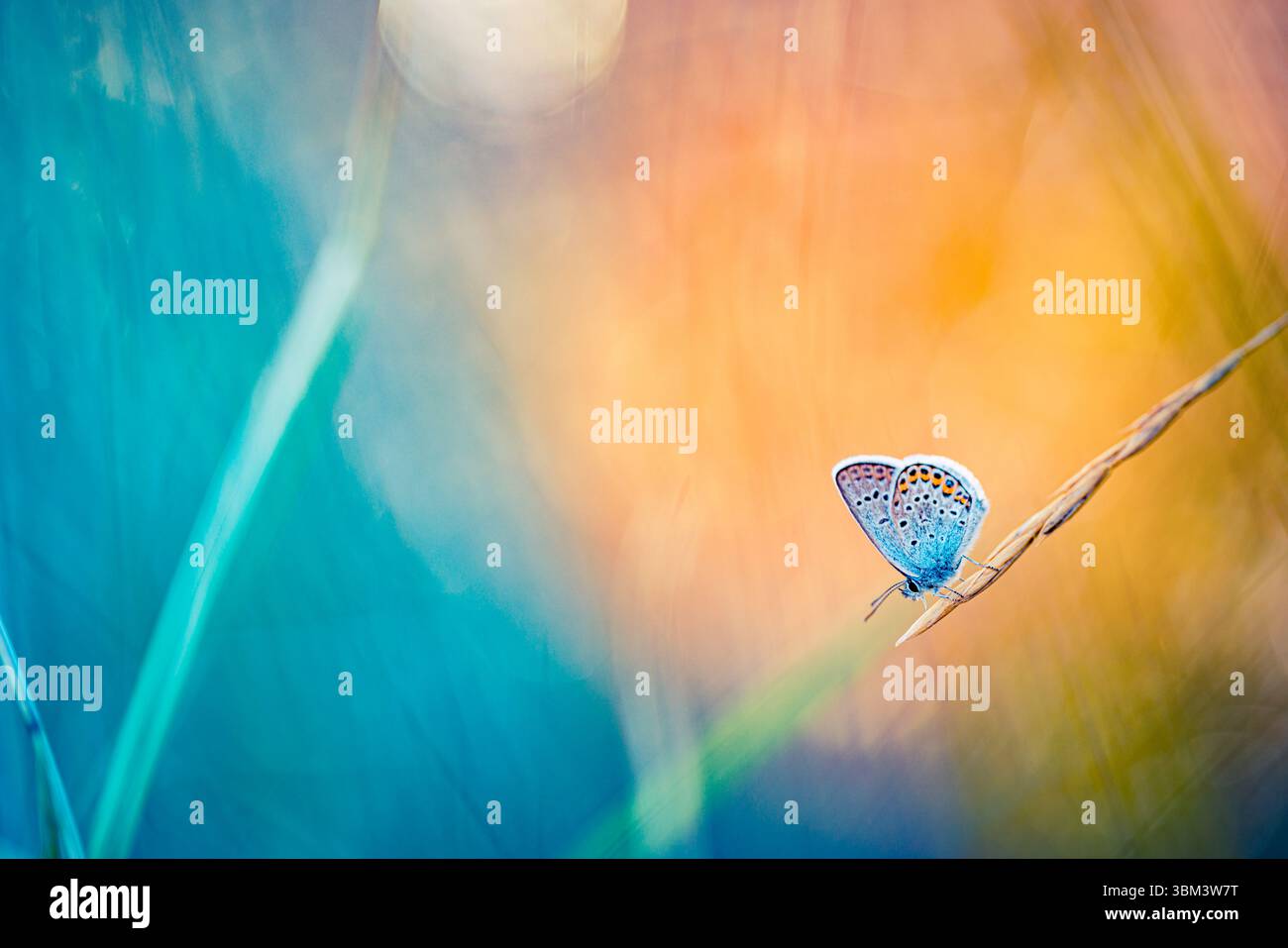 Luce solare vivace e colorata sulle ali delle farfalle vista macro, luce da giardino da sogno, rilassante momento naturale, tranquilla scena estiva, vivace primo piano naturale Foto Stock