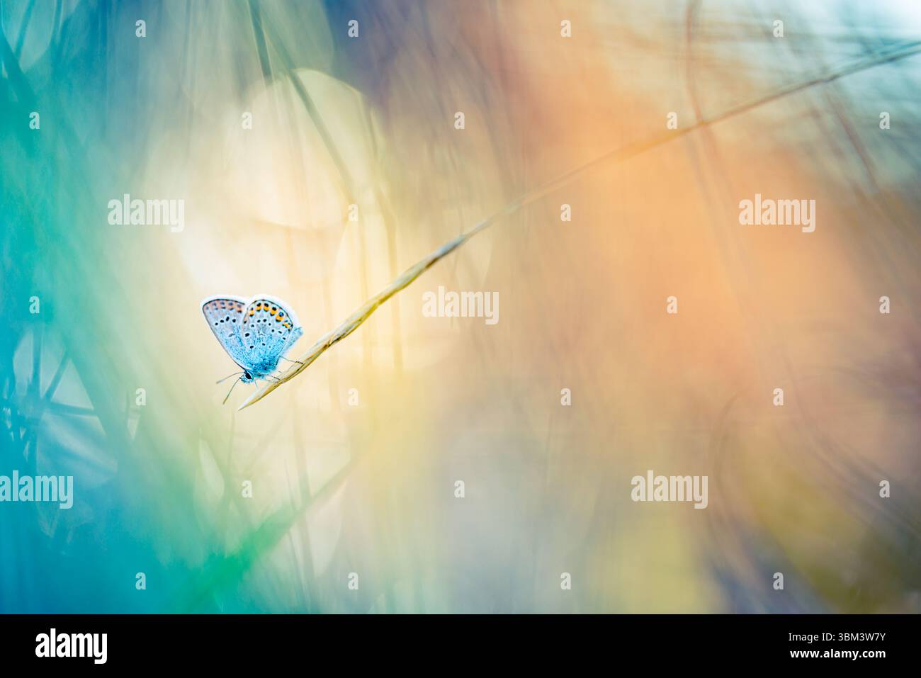 Luce solare vivace e colorata sulle ali delle farfalle vista macro, luce da giardino da sogno, rilassante momento naturale, tranquilla scena estiva, vivace primo piano naturale Foto Stock