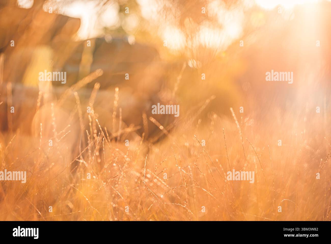 Maestoso tramonto dorato sul prato erboso con vista macro con luce calda, tranquillo giardino naturale e rilassante sfondo naturale all'aperto Foto Stock