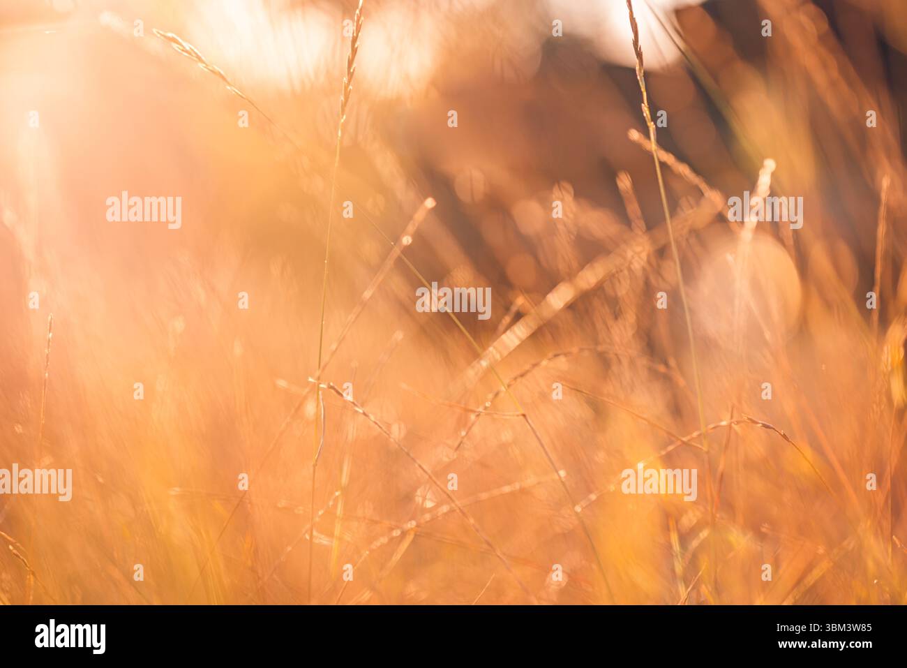 Maestoso tramonto dorato sul prato erboso con vista macro con luce calda, tranquillo giardino naturale e rilassante sfondo naturale all'aperto Foto Stock