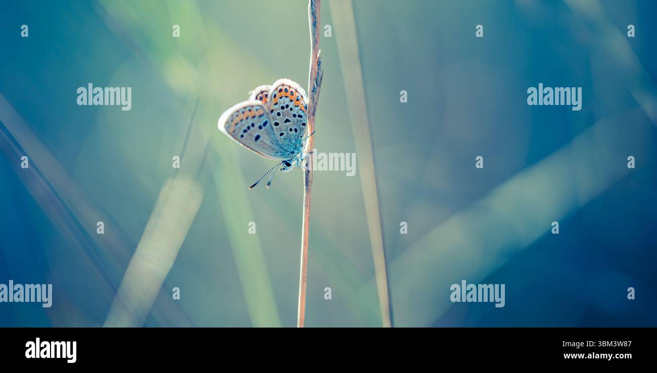 Luce solare vivace e colorata sulle ali delle farfalle vista macro, luce da giardino da sogno, rilassante momento naturale, tranquilla scena estiva, vivace primo piano naturale Foto Stock